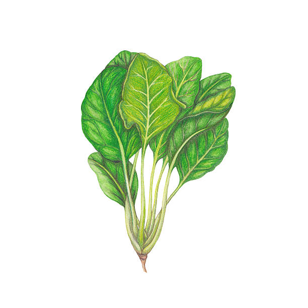 Best Spinach Illustrations, Royalty-Free Vector Graphics & Clip Art
