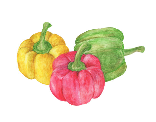 stockillustraties, clipart, cartoons en iconen met verse groenten drie zoete rode, gele, groene paprika's geïsoleerd op een witte achtergrond. aquarel - pepernoten