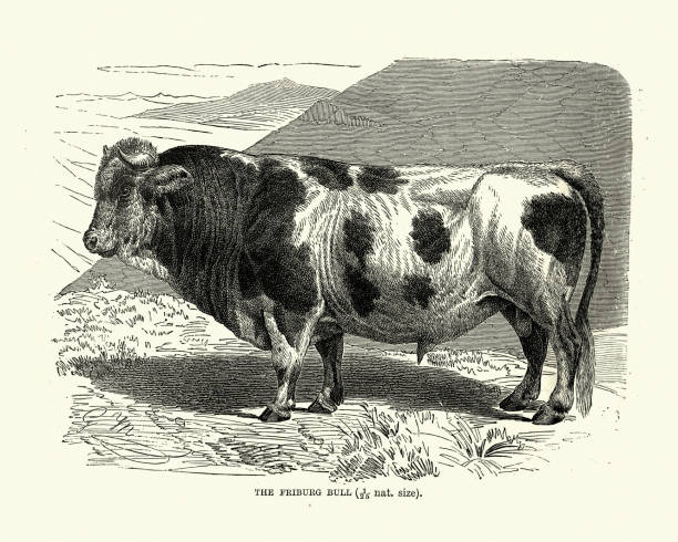 fryburgeu (freiburger) byk, wymarła rasa bydła domowego - freiburg stock illustrations