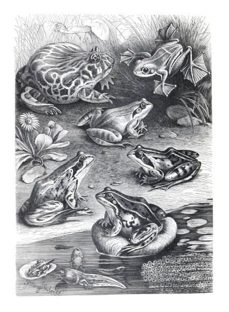 Frog collection. different kind of frogs. rhacophorus einwardii, coratophrys ornata, and rana temporaria. hand drawn vintage illustration. Frog collection. different kind of frogs. rhacophorus einwardii, coratophrys ornata, and rana temporaria. hand drawn vintage illustration. tree frog drawing stock illustrations
