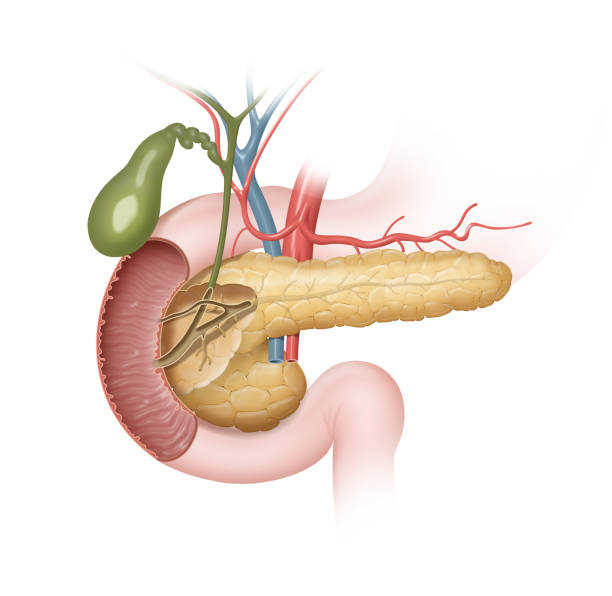 Front View of the Pancreas vector art illustration
