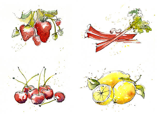 bildbanksillustrationer, clip art samt tecknat material och ikoner med fruit illustrations painted in watercolour - rabarber on white