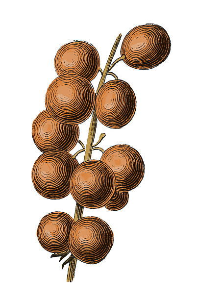 ilustrações de stock, clip art, desenhos animados e ícones de frutos de dracaena draco (uma gravação) floral antigo - cargo canarias