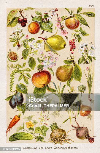 istock Fruit trees and other garden crops Chromolithography 1899 1317664495