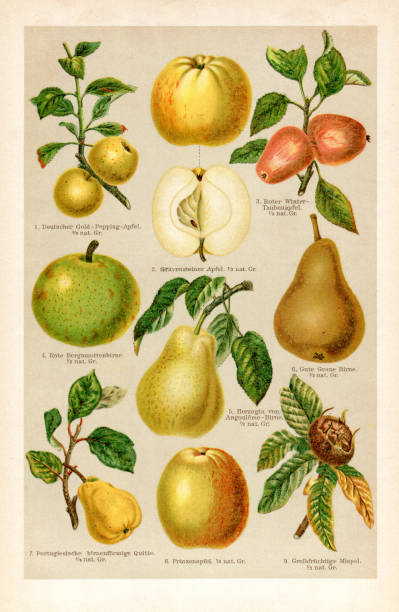 Fruits apple medlar and pear drawing 1898 vector art illustration
