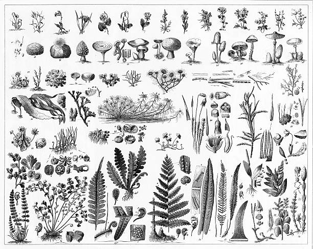 Fungi, Mushrooms, Algae and Non-Flowering Plants Engraved illustrations of Representatives of the Algae, Fungi, Bryophyta, Polypodiophyta and other Non-Flowering Plants from Iconographic Encyclopedia of Science, Literature and Art, Published in 1851. Copyright has expired on this artwork. Digitally restored. moss stock illustrations