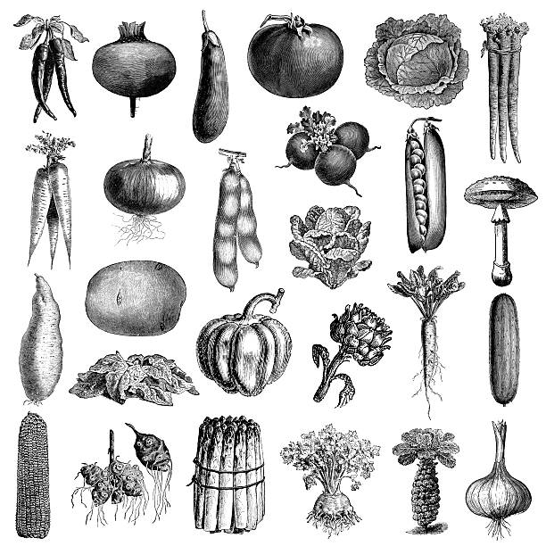 Garden Vegetable Illsutrations | Antique Farming and Food Clipart "Set of antique illsutrations of vegetables - pepper, root, beetroot, artichoke, tomato, cabbage, carrots, aubergine, cartots, spinach, lettuce, beans, potato, asparagus, batatas, maize, garlic, onion, brussel sprout, cucumber, mushroom etc. Illustrations published in Systematischer Bilder-Atlas zum Conversations-Lexikon, Ikonographische Encyklopaedie der Wissenschaften und Kuenste (Brockhaus, Leipzig, 1844).CLICK ON THE LINKS BELOW FOR HUNDREDS MORE SIMILAR IMAGES:" potato clipart stock illustrations