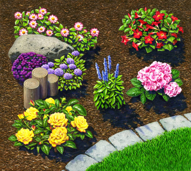 Garden with Mulch A colorful illustration of approximately seven, garden plants, surrounded by mulch consisting of bark. The view is from above; in the right foreground is a small patch of lawn separated from the mulch by a curving row of gray stones. Three small posts are behind yellow roses on the left side, and a granite rock is nestled between two other flowering shrubs. In the center is a purple sage plant, and on the left side in front is a pink Hydrangea. mulch stock illustrations