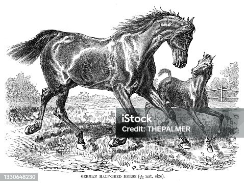 istock German half-bred horse engraving 1896 1330648230