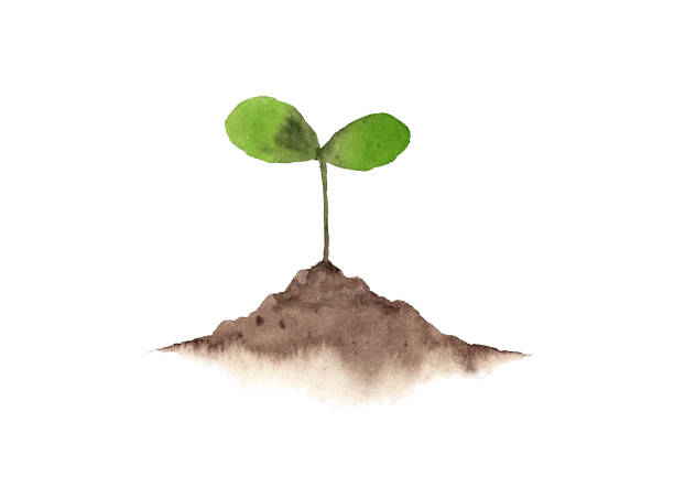 Germination watercolor painting growth clipart stock illustrations