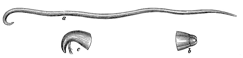Giant Roundworm (Ascaris Lumbricoides)