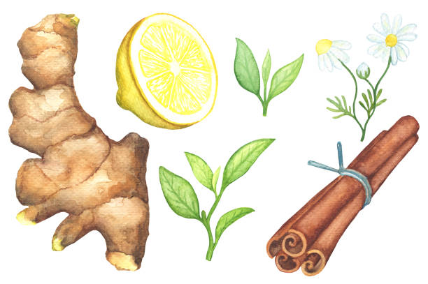 Ginger root, lemon cut, chamomile, cinnamon watercolor painting on white background. vector art illustration