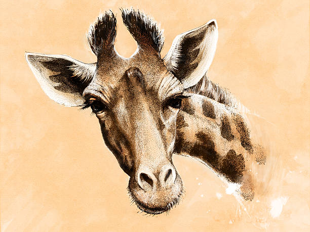 stockillustraties, clipart, cartoons en iconen met giraffe drawing mixed media - africa cup