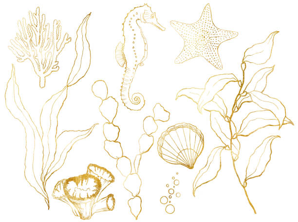 황금 스케치 수 중 세트입니다. 손으로 그린 씨 호스, 라미네이트, 불가사리와 흰색 배경에 고립 된 쉘. 디자인, 인쇄 또는 배경을 위한 수생 라인 예술 그림. - great barrier reef stock illustrations