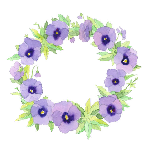 Graceful delicate watercolor purple garden pansy wreath frame vector art illustration