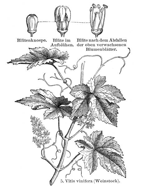 illustrations, cliparts, dessins animés et icônes de illustration de plante de vigne de raisin 1897 - vigne gravure