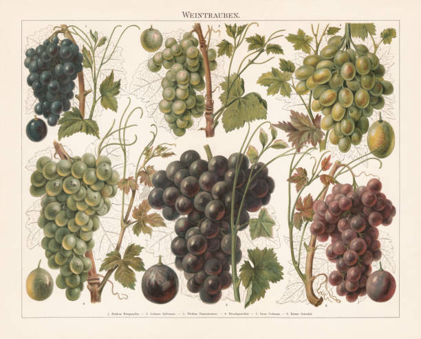 illustrations, cliparts, dessins animés et icônes de raisin, chromolithographe, publié en 1897 - vigne gravure