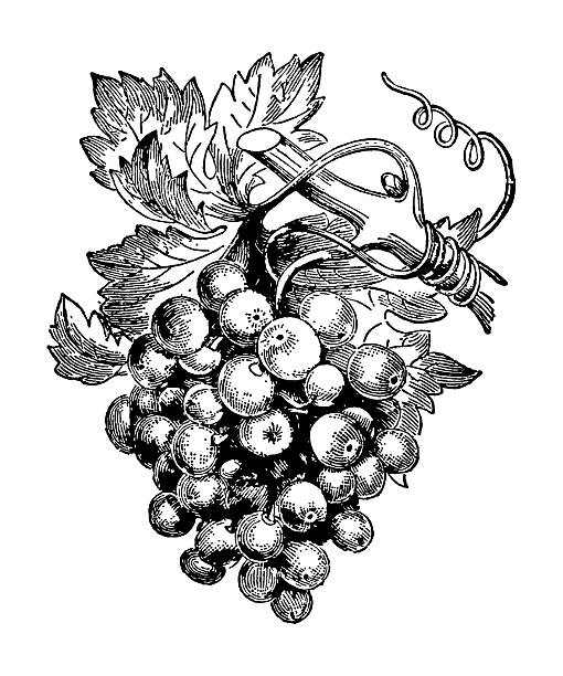 illustrations, cliparts, dessins animés et icônes de raisin - vigne gravure