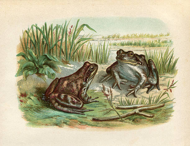 illustrazioni stock, clip art, cartoni animati e icone di tendenza di erba rana incisione 1881 - ranocchia