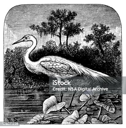 istock Great egret | Antique Bird Illustrations 176071228