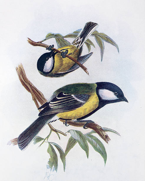 Great Tit Illustration 19th Century Illustration. bird illustrations stock illustrations