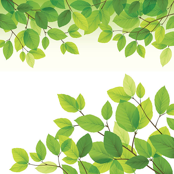 Green leaves background "Green vector leaves background. No gradient mesh used, just simple gradients and layers set to 'multiply'. EPS 10 (for the layer modes)" nature borders stock illustrations