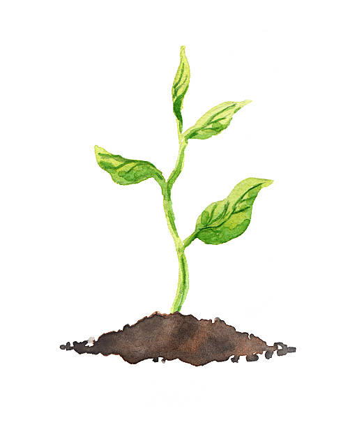 bildbanksillustrationer, clip art samt tecknat material och ikoner med green plant with leaves growing in soil. watercolor - tree of flower of life