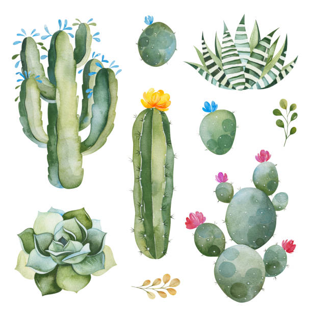 Green set with watercolor cactus,succulents and multicolored flowers Green set with watercolor cactus,succulents and multicolored flowers.Nature collection.Perfect for your project,wedding,print,Birthday,wallpaper,pattern,invitations,scrapbook and more desert area clipart stock illustrations