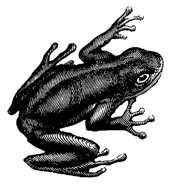 Green tree frog | Antique Animal Illustrations Antique illustration of a green tree frog (isolated on white).CLICK ON THE LINKS BELOW FOR HUNDREDS MORE SIMILAR IMAGES: frog clipart black and white stock illustrations