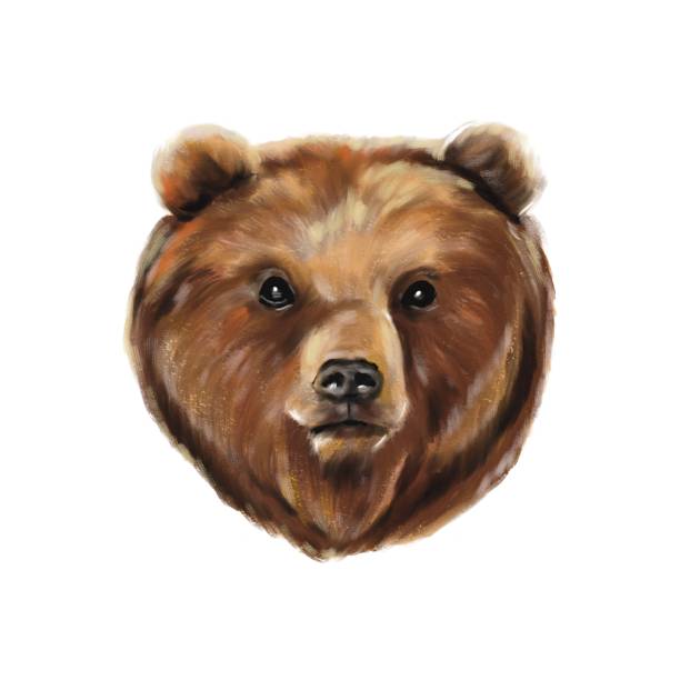 Grizzly bear vector art illustration