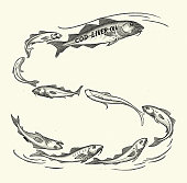 istock Group of Cod, fish, swimming in sea, Cod Liver Oil, 1890s, Victorian 19th Century 1358561886