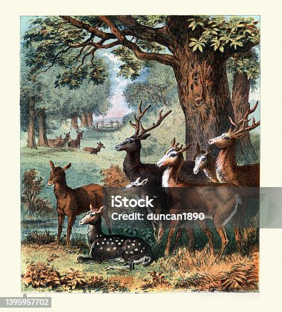 istock Group of deer in woodland park, forest, trees, Victorian 19th Century 1395957702