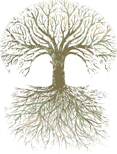 Grunge large tree roots. A stylised oak tree and roots with a grunge texture. family tree stock illustrations