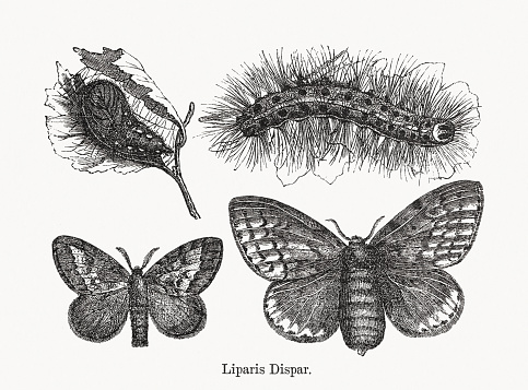 Gypsy moth (Lymantria dispar dispar, or Liparis dispar). Above: Pupa and caterpillar before the last molt. Below: Male (right) and female (left) butterfly. It is classified as a pest, and has a range that extends over Europe, Africa, and North America. Its larvae consume the leaves of over 500 species of trees, shrubs and plants. It is considered to be one of the 100 most destructive invasive species in the world. Wood engravings, published in 1893.