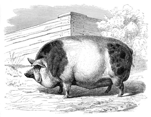 Hampshire pig on farm in England Hampshire pig on farm
Original edition from my own archives
Source : "Meyers Konversations-Lexikon" 1895 pig drawings stock illustrations