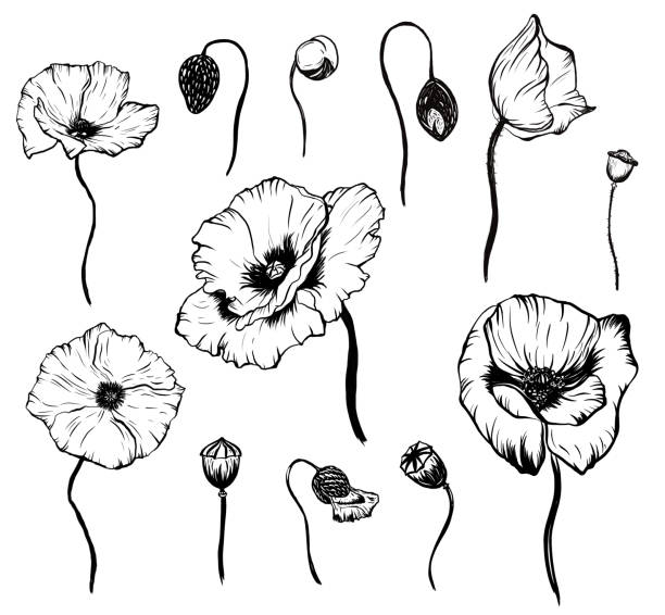 Silhouette Of Black And White Poppy Illustrations, Royalty-Free Vector ...