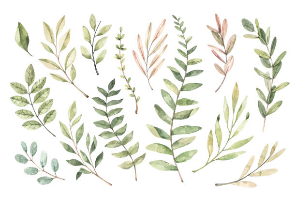 Hand drawn watercolor illustration. Botanical clipart with branches and leaves. Greenery. Floral Design elements. Perfect for wedding invitations, cards, prints, posters, packing Hand drawn watercolor illustration. Botanical clipart with branches and leaves. Greenery. Floral Design elements. Perfect for wedding invitations, cards, prints, posters, packing forest clipart stock illustrations