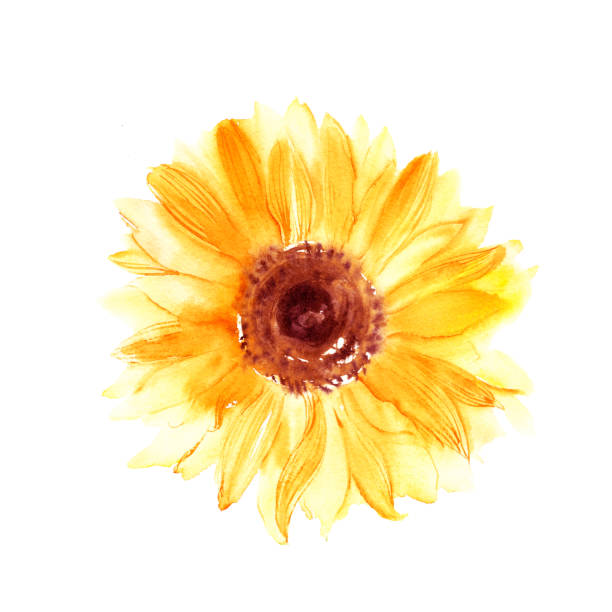 hand gezeichnete aquarelleunflower in gelber farbe - sonnenblume stock-grafiken, -clipart, -cartoons und -symbole