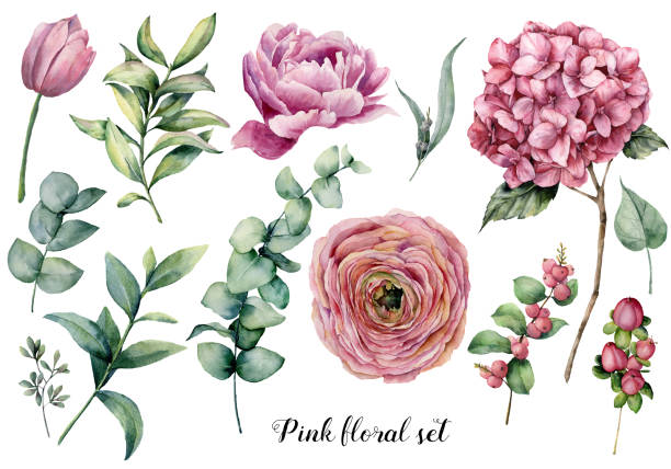 Hand painted floral elements. Watercolor botanical illustration with ranunculus, tulip, peony, hydrangea flowers, berries and eucalyptus leaves isolated on white background.  Nature objects for design Hand painted floral set. Watercolor botanical illustration with ranunculus, tulip, peony, hydrangea flowers, berries and eucalyptus leaves isolated on white background.  Nature objects for design. pink color illustrations stock illustrations