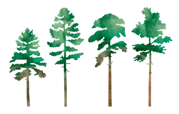 Hand painted watercolor illustration set of pine trees silhouettes. Isolated objects on white background. Hand painted watercolor illustration set of pine trees silhouettes. Isolated objects on white background. forest clipart stock illustrations