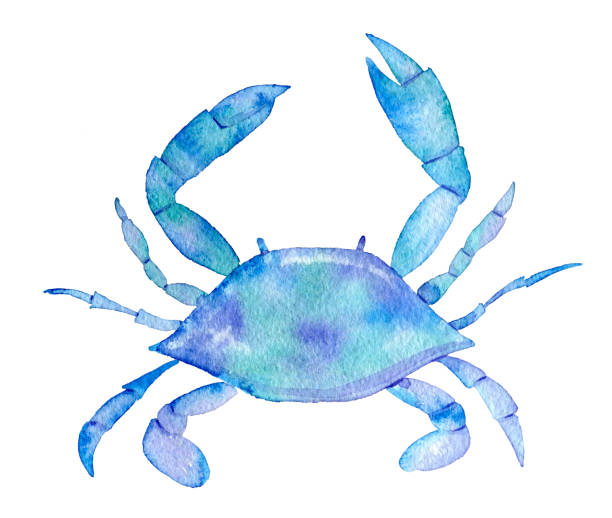 hand-drawn on a white background crab hand-painted watercolor on a white background multi-colored crab blue crab stock illustrations