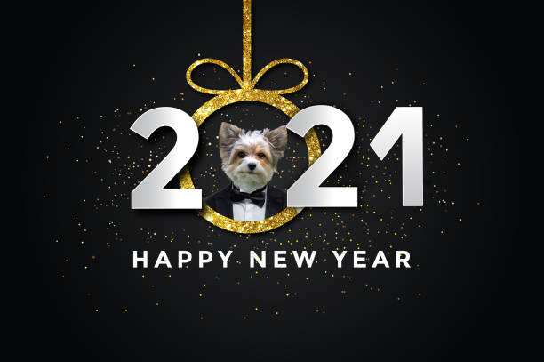 Happy new year 2021 with a Dog Happy new year 2021 with a Dog, biewer yorkshire happy new year dog stock illustrations