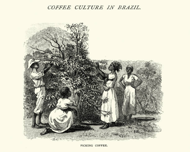 stockillustraties, clipart, cartoons en iconen met oogsten van koffie, koffie plantage in zuiden van brazilië, 19e eeuw - coffee illustration plukken