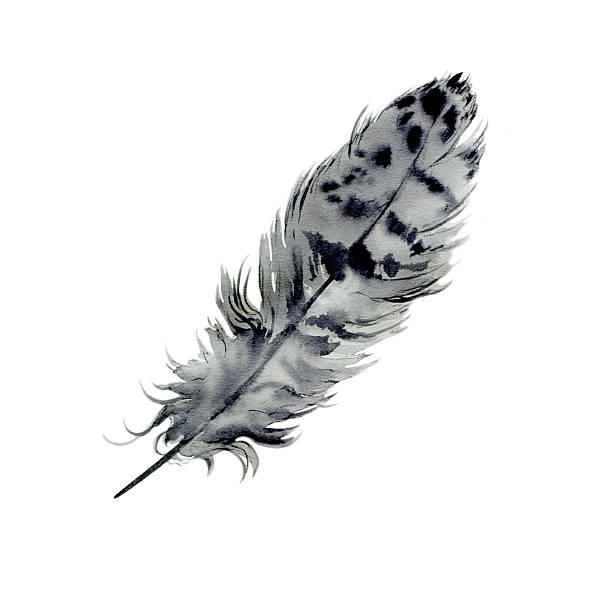 Hawk Feather vector art illustration