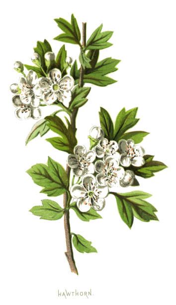 Hawthorn Antique illustration of a Medicinal and Herbal Plants. 
illustration was published in 1893 “botanika i mineralogia atlas"
scan by Ivan Burmistrov may flowers stock illustrations