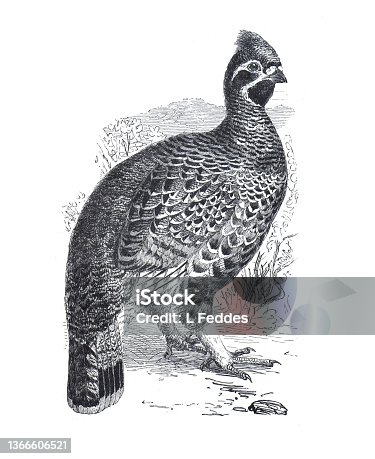 istock Hazel-grouse (Bonasa sylvestris) vintage hand drawn bird illustration. 1366606521