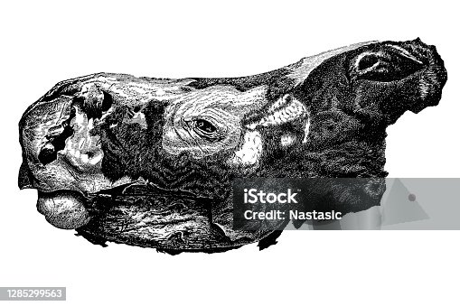istock Head of Rhinoceros Merckii (Merck's rhinoceros) extinct species of rhino with completely preserved skin and hair covering, from the Siberian ice floor 1285299563