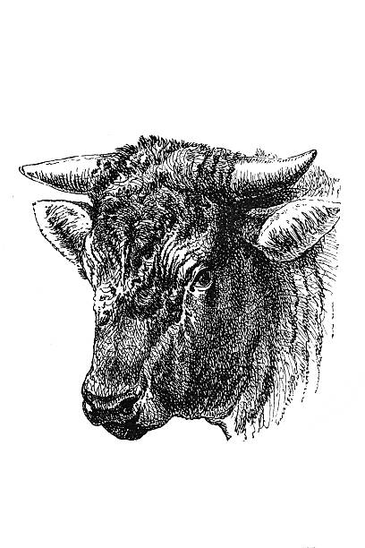 Head of the Dutch bull Antique illustration of head of the Dutch bull bull animal stock illustrations