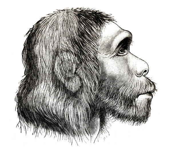 kopf des neandertalers, seitenansicht - neandertaler stock-grafiken, -clipart, -cartoons und -symbole
