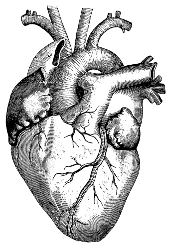 Antique engraving of human heart. Published in Systematischer Bilder-Atlas zum Conversations-Lexikon, Ikonographische Encyklopaedie der Wissenschaften und Kuenste (Brockhaus, Leipzig) in 1844. Photo by N.Staykov (2008)
